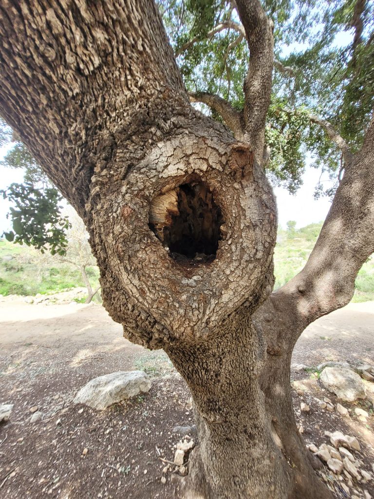 מבט בקירוב על גזע עץ ריקבון באלון מצוי
