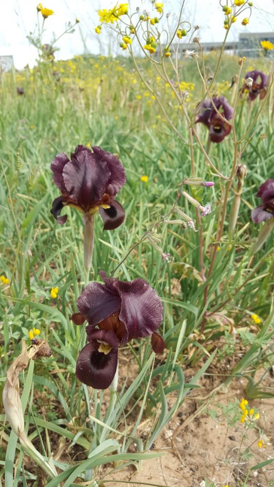 תורמוס ארגמן